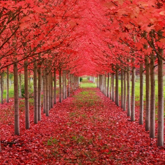 Meet your Posher, Betty - Picture 1 of 1